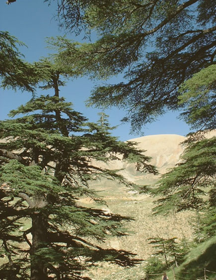 Cedars